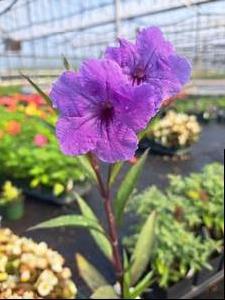 Ruellia (Ruellia Purple Showers)