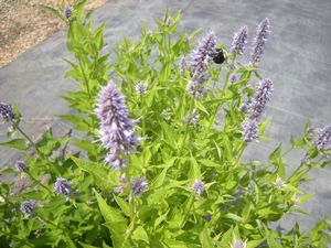 Agastache (Agastache)