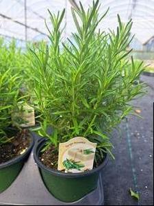 Rosemary (Upright Rosemary)