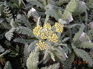 Achillea millefolium (Yarrow)