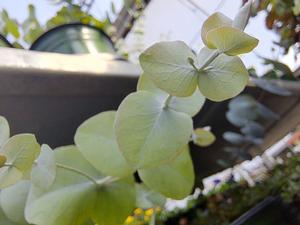 Eucalyptus (Silver Drop Eucalyptus)