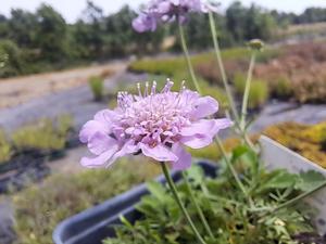 Scabiosa (Butterfly Blue Scabiosa)