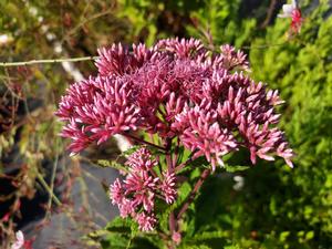 Eupatorium (Little Joe Eupatorium)