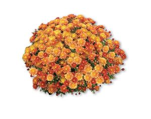 Chrysanthemum (Orange/Bronze Garden Mum)