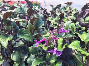 Plectranthus Plectranthus x hybrida (Plectranthus 'Mona Lavender')