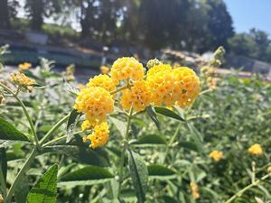 Buddleia x Weyeriana (Honeycomb Butterfly Bush)