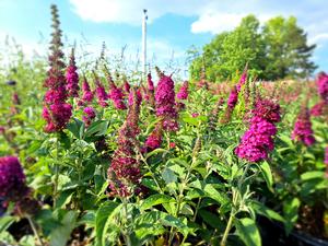 Buddleia Davidii (Buzz Butterfly Bush)