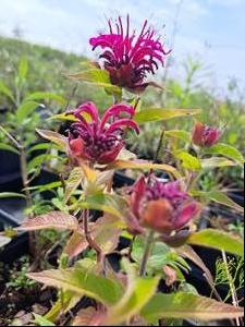 Monarda (Bee Balm)