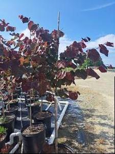 Cercis Canadensis (Forest Pansy Redbud)