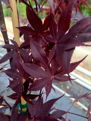 Acer palmatum var. dissectum (Bloodgood Japanese Maple)