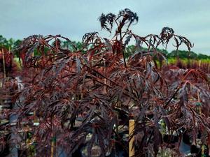 Acer palmatum var dissectum (Lace-leaf Japanese Maple)