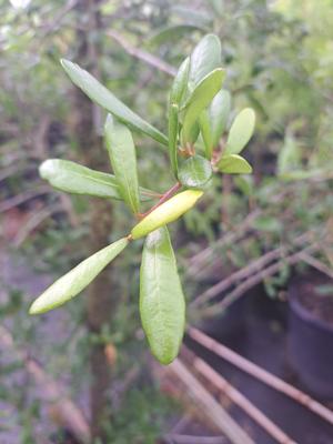 Quercus Virginiana (Live Oak)