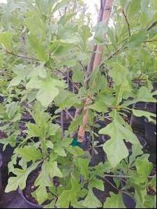 Quercus Nigra (Water Oak)