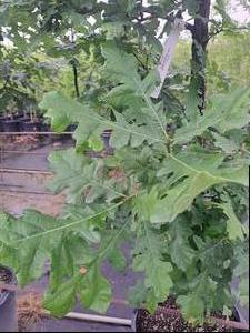 Quercus Macrocarpa (Bur Oak)