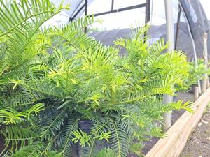 Cephalotaxus harringtonia (Japanese Plum Yew)