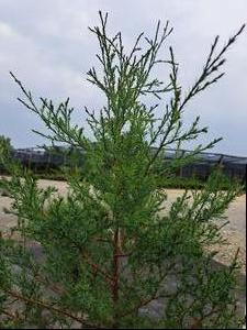 Juniperus Virginiana (Eastern Red Cedar)
