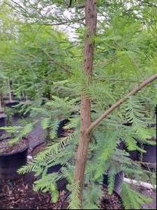 Taxodium distichum (Bald Cypress)