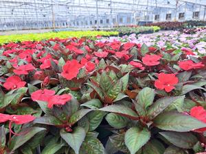 Impatiens x hybrida Sunpatiens (Sunpatiens)