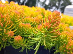 Sedum rupestre (Sedum Angelina)