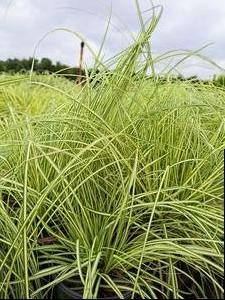 Carex oshimensis (Japanese Sedge)