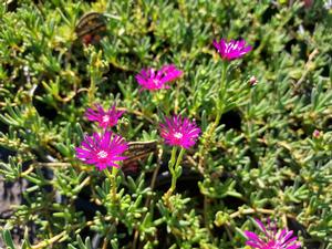 Delosperma (Pink Ice Plant)