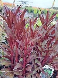 Lobelia Cardinalis (Queen Victoria Lobelia)