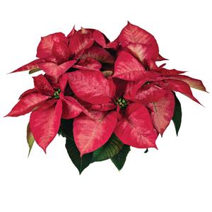 Euphorbia pulcherrima (Poinsettia)