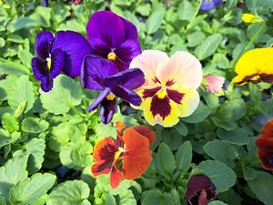 Viola tricolor hortensis (Pansy)