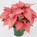 Euphorbia pulcherrima (Pink Poinsettia)