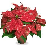 Euphorbia pulcherrima (Red Glitter Poinsettia)