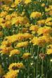 Coreopsis grandiflora (Early Sunrise Tickseed)