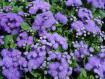 Ageratum (Blue Ageratum)