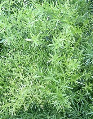 Asparagus (Asparagus Fern)