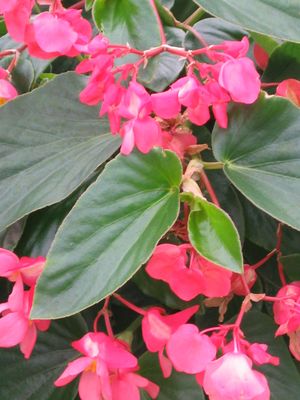 Begonia (Dragon Wing Begonia)