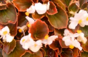 Begonia (Bronze leaf White Begonia)