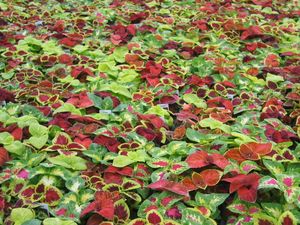 Coleus (Mixed Shade Loving Coleus)