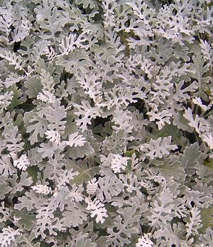 Dusty Miller (Silver Dust)