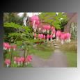 Dicentra spectabilis (Old Fashioned Bleeding Heart)