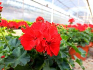 Geranium (Geranium)