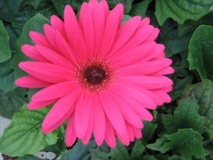 Gerbera Daisy (Pink Shades Gerbera Daisy)