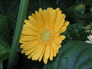 Gerbera Daisy (Yellow Gerbera Daisy)