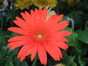 Gerbera Daisy (Gerbera Daisy)