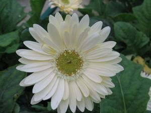 Gerbera Daisy (White Shades Gerbera Daisy)