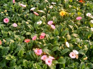 Gerbera Daisy (Mixed Gerbera Daisy)