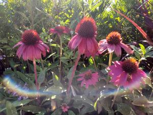 Echinacea (Coneflower)