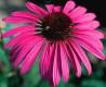 Echinacea purpurea (Ruby Star Coneflower)