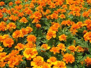 Marigold (Marigold)