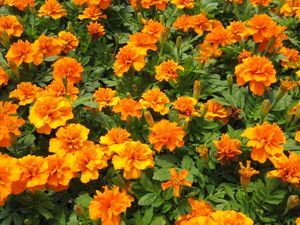 Marigold (Janie Deep Orange Marigold)
