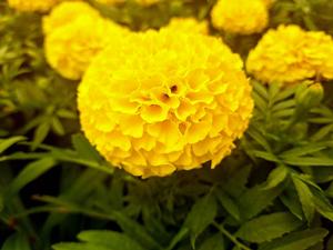 Marigold-Taishan (African Marigold)