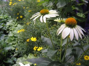 Echinancea purpurea (White Swan Coneflower)